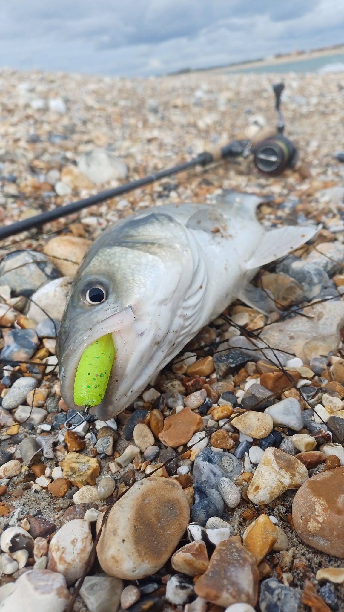 Predator Rattle Tails 15g (scented)
